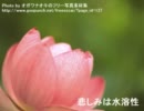 悲しみは水溶性
