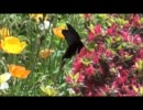 広島県世羅郡世羅町～せらふじ園＆ゆり園
