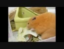 それいけキンクマちゃん！箱が大好き #24
