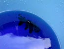らんちゅうブログ