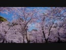 【自分で歌った】「桜の森の満開の下」【オリジナル】
