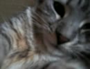 暑さに負けた猫を映すだけの動画