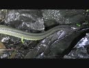 雨降る夜の高尾山で生き物探し【やどけん！】