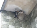 三輪の町のつばめ