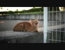 茶トラぬこ様３