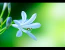 alanさんの「my life」を歌ってみました。