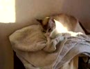 【はなωぽむ】その②「大好きな・・・」