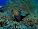 麗水博覧会テーマソング　Memories Of The Sea　IU（アイユ）