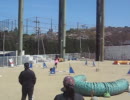 2011・1月コンペｄｅアジリティ♪