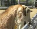 天王寺動物園・ヤギさんはむはむ