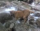 SH02で水中を撮影