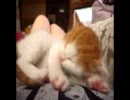 【名前は】家に子猫がやってきた！【まだ無い】