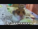 ゴールデンハムスターさんはレタス詰め込みちゃん。