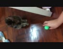 うちの猫 vol. 13