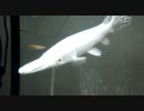 プラチナ アリゲーターガー 2