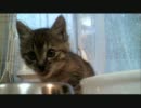 家に子猫がやって来た０８～小さい頃のみかん編～