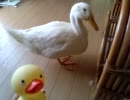 アヒルのおもちゃ