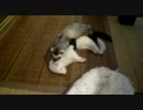 フェレット変な行動①起こせないので②運べないので③ほじる