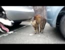 犬の散歩中、野良猫と遭遇。