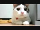 Fightなネコたち_01（Super  Cats）