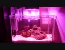 色の変わるLEDが水槽に映し出すエロティシズム