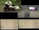 【妹姫　える】パンダヒーローあわせてみた【しぐあ】