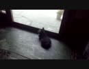 外を見守るヌコ