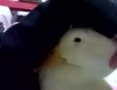 ガーコとイチャイチャしてみた。