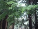 【歌ってみた】 rain stops, good-bye 【syakku】