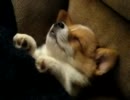 幸せそうに眠るコーギー犬