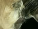 【iPhone撮影】　　うちの実家のねこタソ　　【不覚にも】