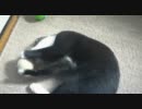初めてのエアコンを堪能する猫（後編）