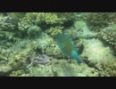 2011.6.19～22 石垣ﾜｯｼｮｲ!! Vol.1
