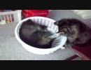 ドラときなこ　【女王様の手先】