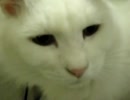うちのネコがＰＣの横で寝てたので・・・・
