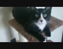 遊びたいとお願いする猫