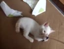 家に子猫がやって来た１０～みかんとチロル編～