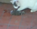 ああ、猫がウサギ食ってる