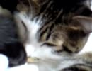 【鳴声公開】にゃぁって鳴く猫にあこがれる.avi