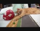 猫さんとビー玉でキャッチボールっぽい事をしたかった