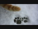 ねこがすき。