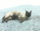 うちの職場ぬこ達