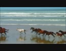Wildlife.wmv