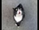 怒ってた猫が急にポーカーフェイスを歌い出した