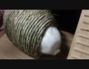 白ウサギの尻尾を触ってみる