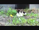 ぬこ　こねこ　親猫？間違いないと思う