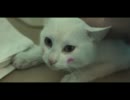 【K-POP】W&Whale -  少女軽業師【MV】