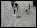 猫がウサギ獲った、犬が横取りした