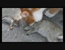 猫さん、ウサギの親子丼を食べる
