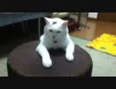 スツールと猫